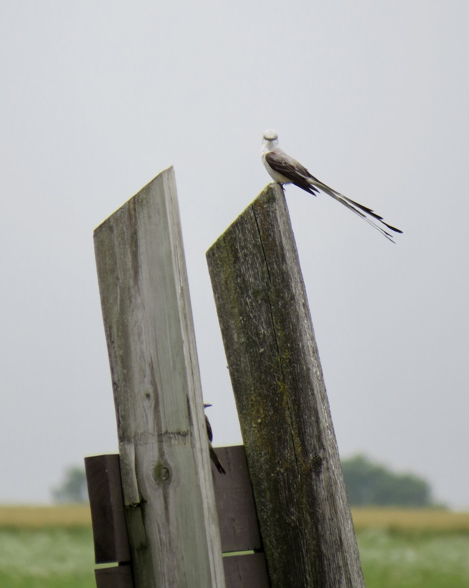 Scissor-tailed Flycatcher - ML579674151