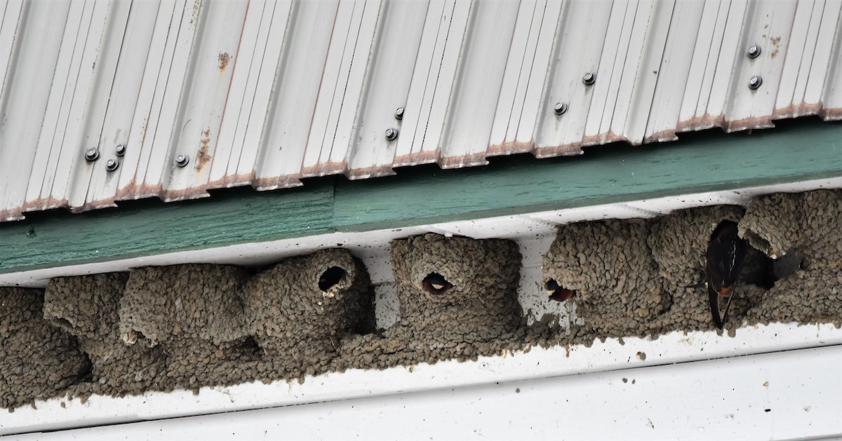 Cliff Swallow - ML579674181