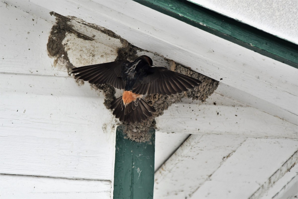 Cliff Swallow - ML579674311