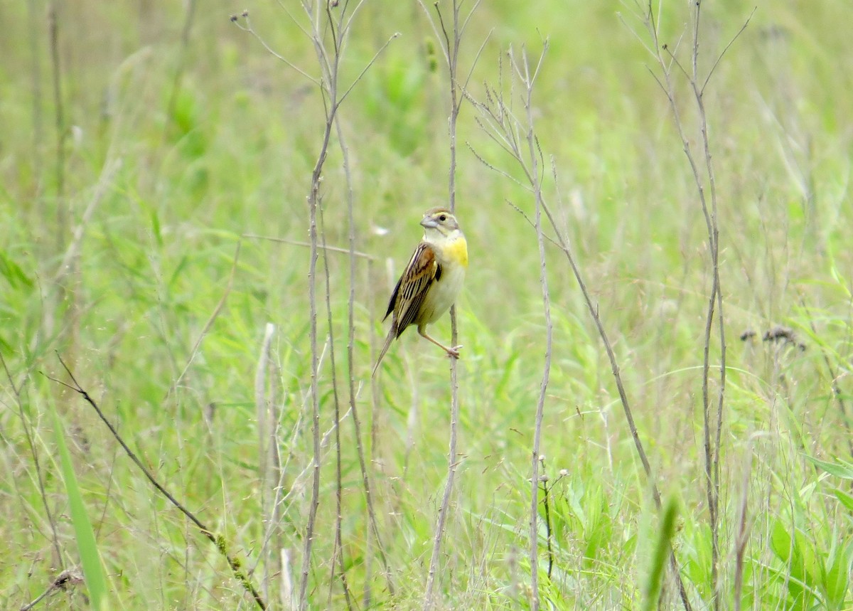 Dickcissel - ML579674421