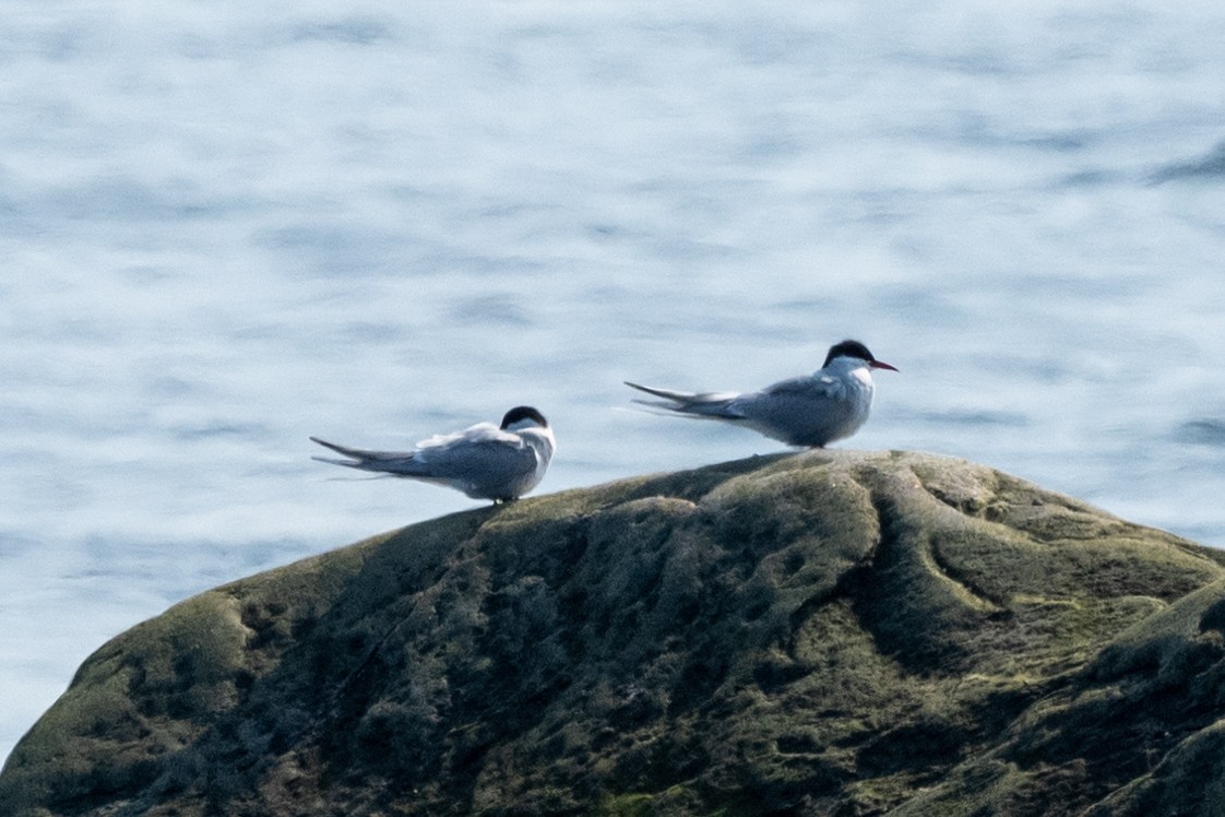 Arctic Tern - André Desrochers