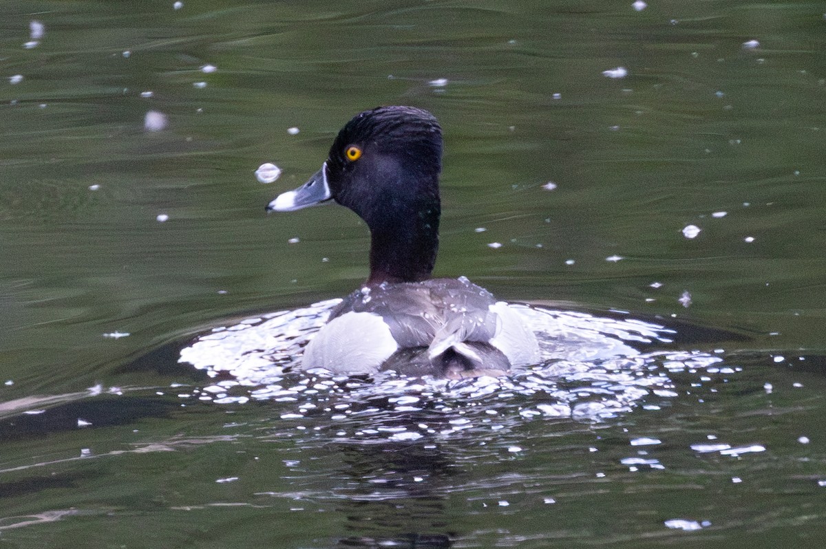 Ring-necked Duck - ML579674471