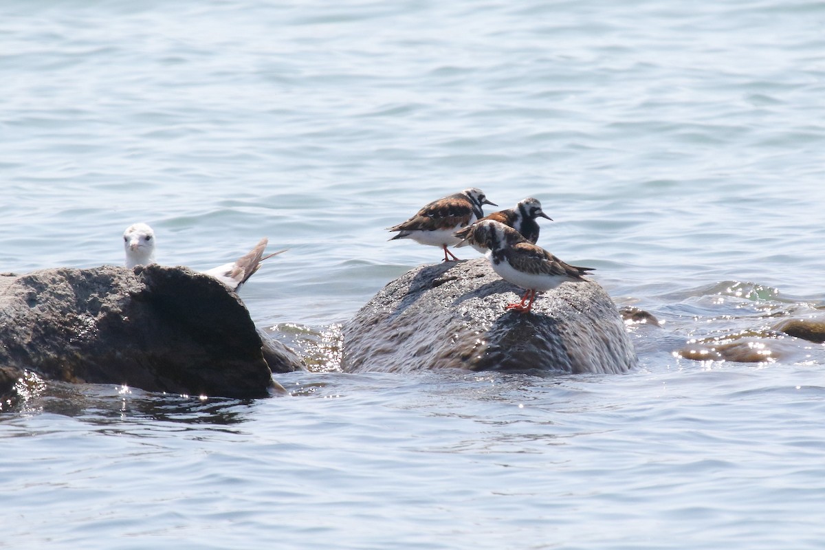 Ruddy Turnstone - ML579674871