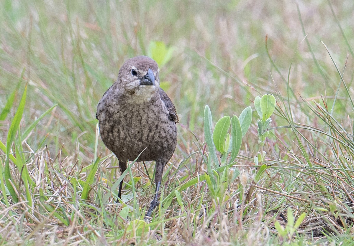 コウウチョウ - ML579676701