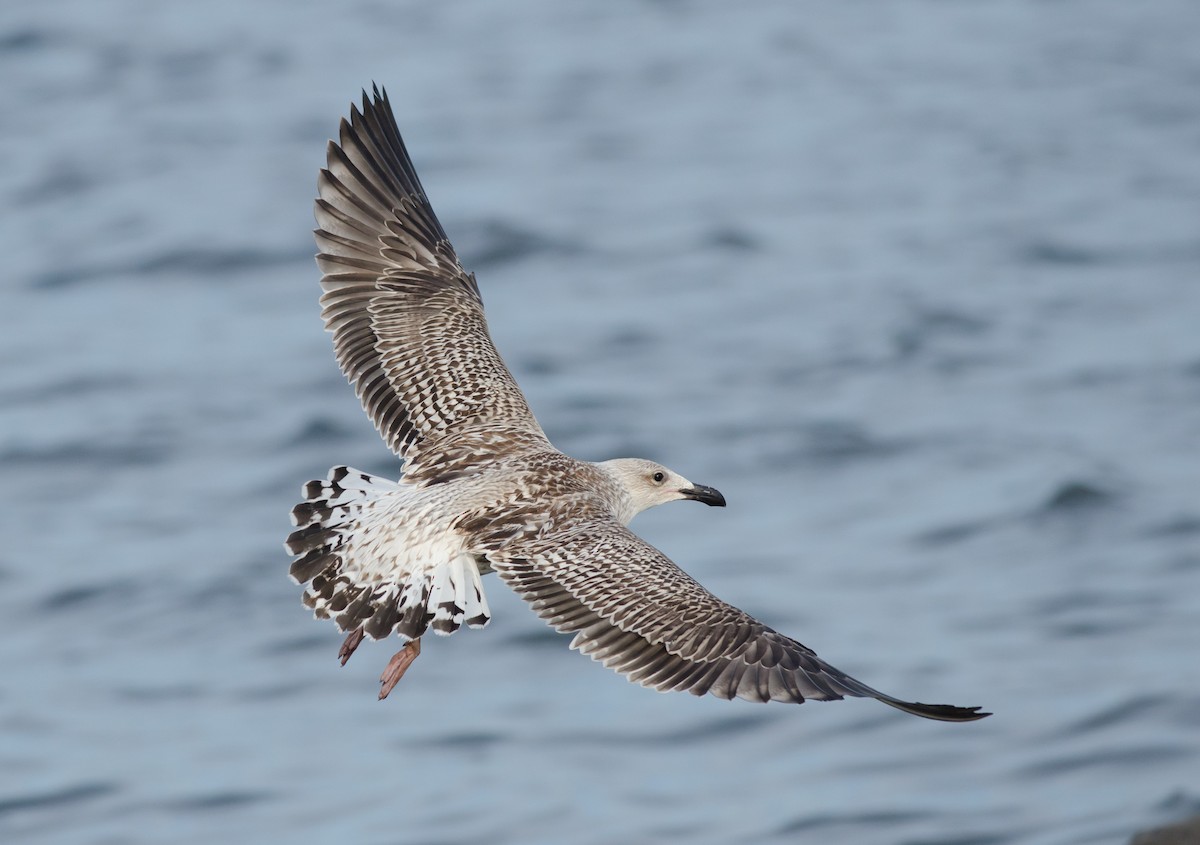 Great Black-backed Gull - Alix d'Entremont