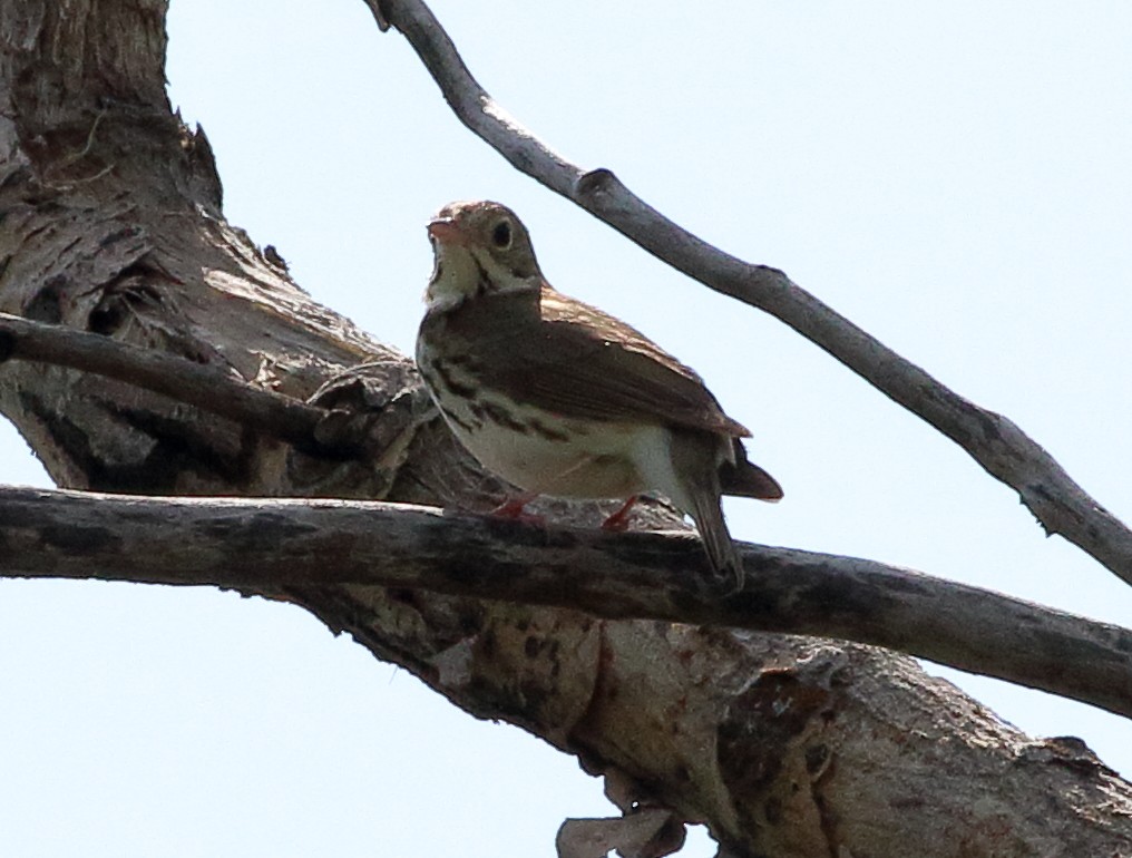 Ovenbird - ML579677181