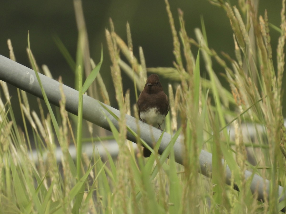 Чёрный фиби - ML579677781