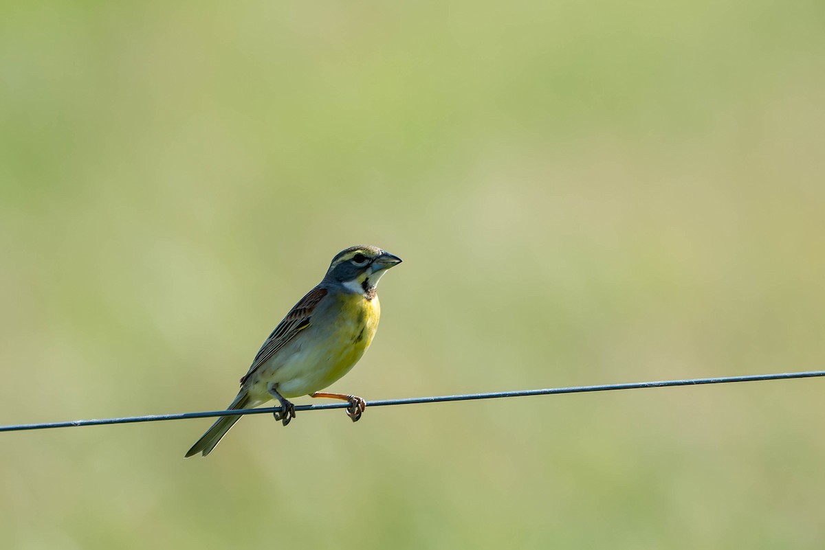 Dickcissel - Gustino Lanese