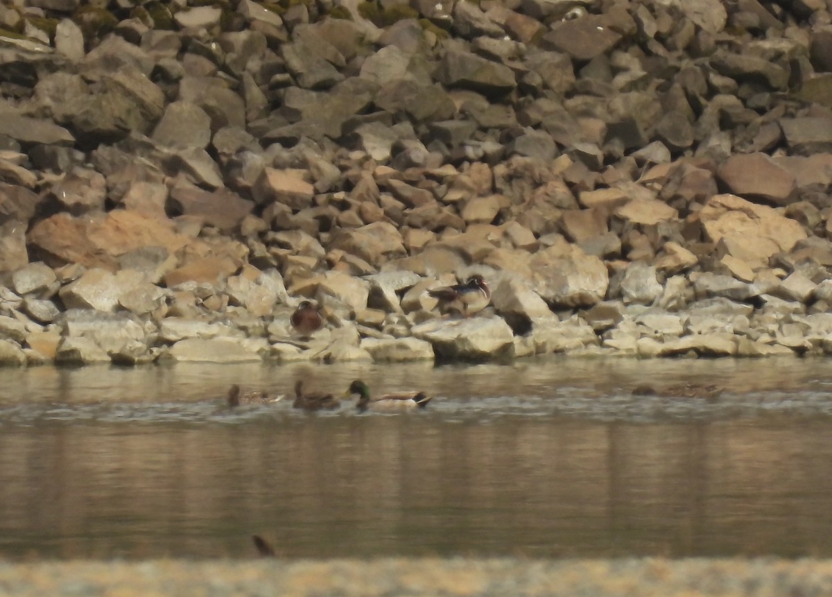 Wood Duck - ML579678021