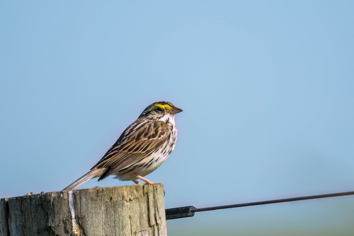 Savannah Sparrow - ML579678041