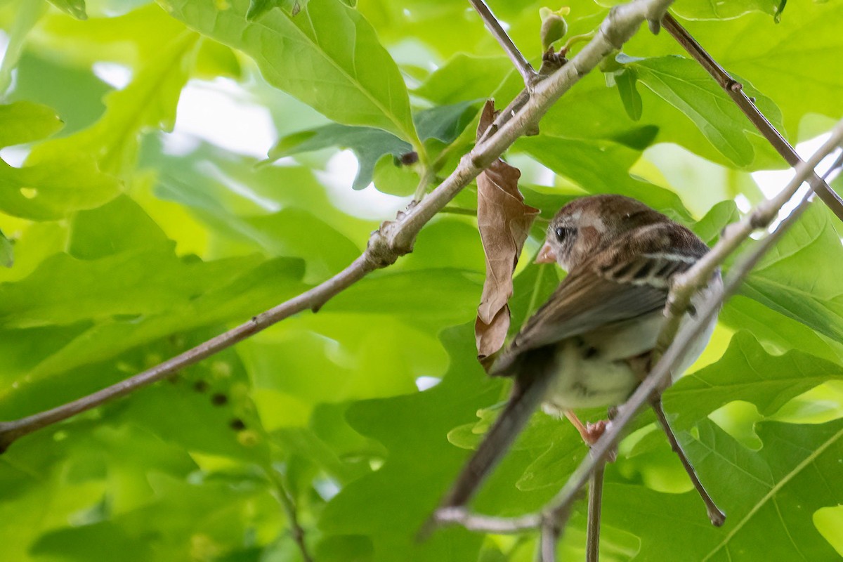 Field Sparrow - Gustino Lanese