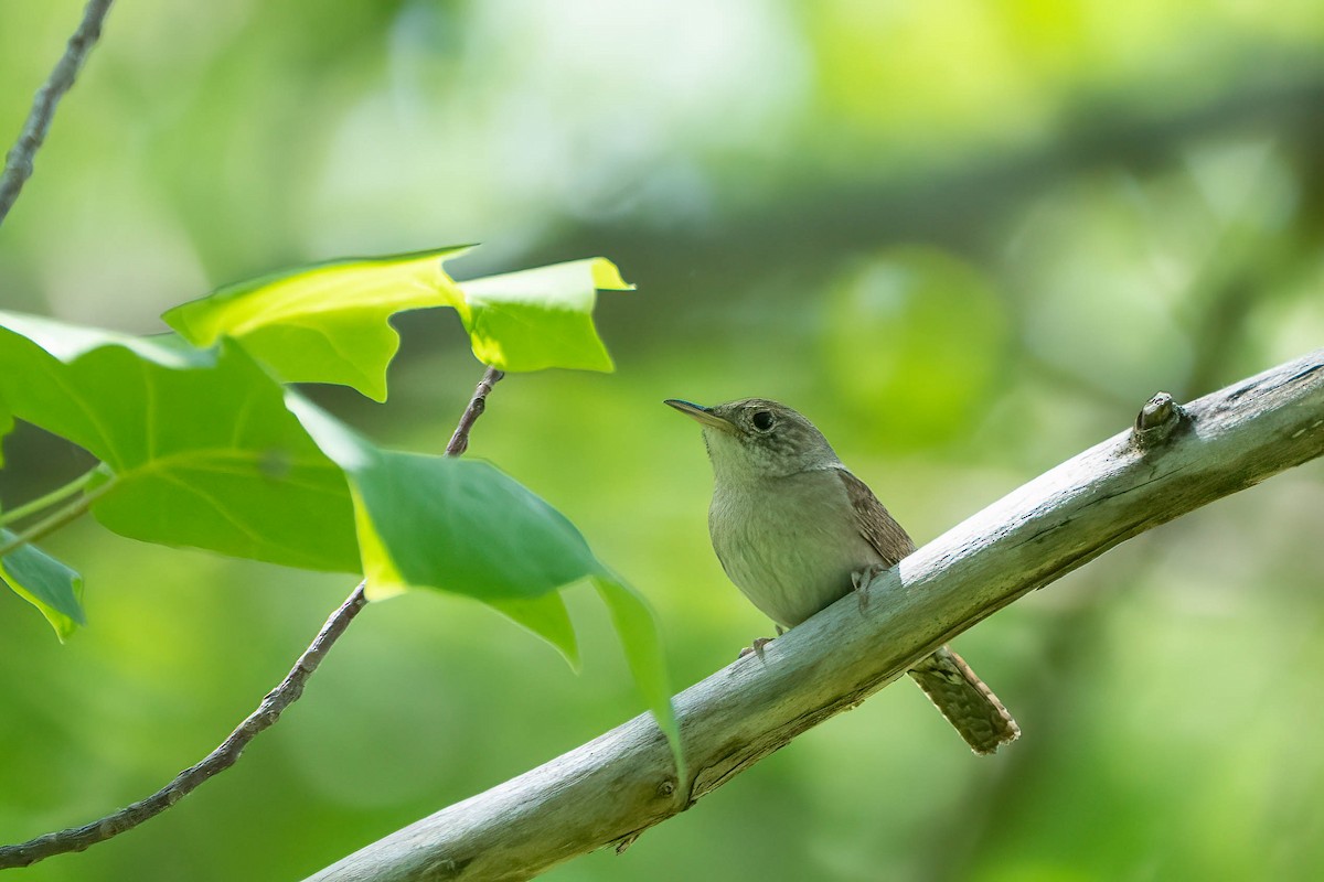 House Wren - ML579678531