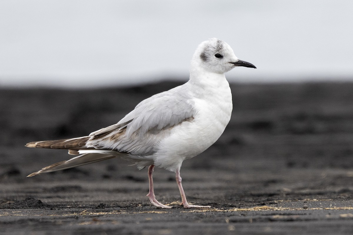 Mouette de Bonaparte - ML579678621