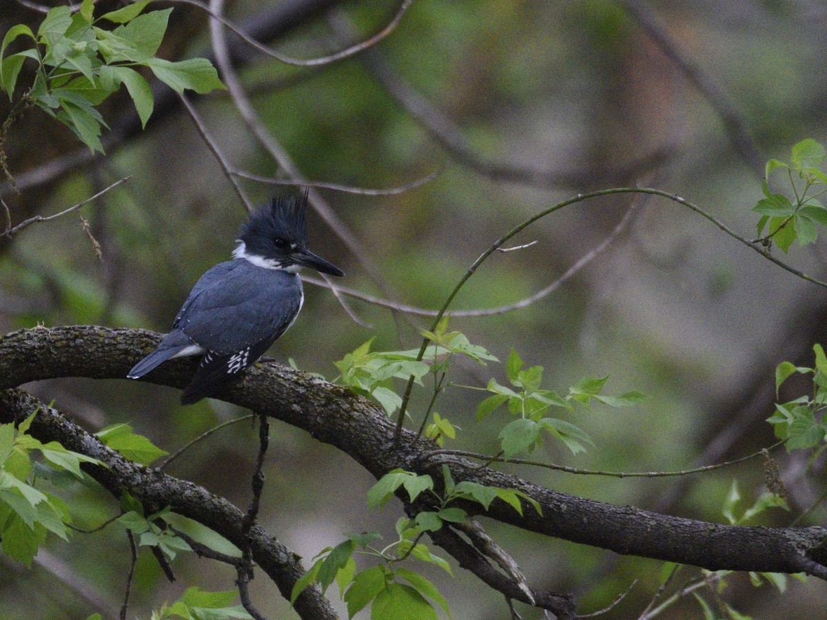 Belted Kingfisher - ML579680561