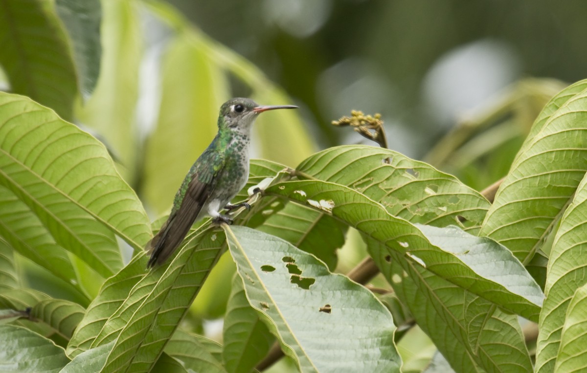kolibřík Humboldtův - ML579681641