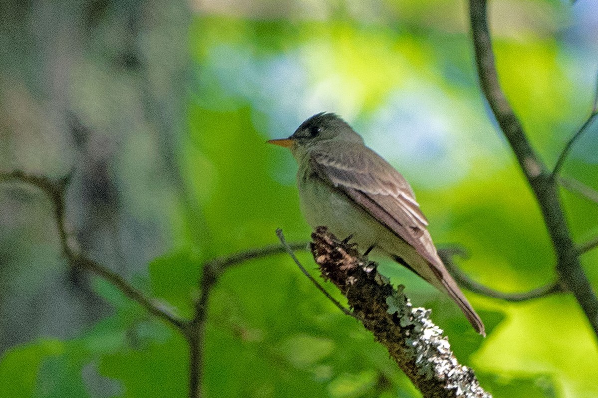 Eastern Wood-Pewee - ML579682521
