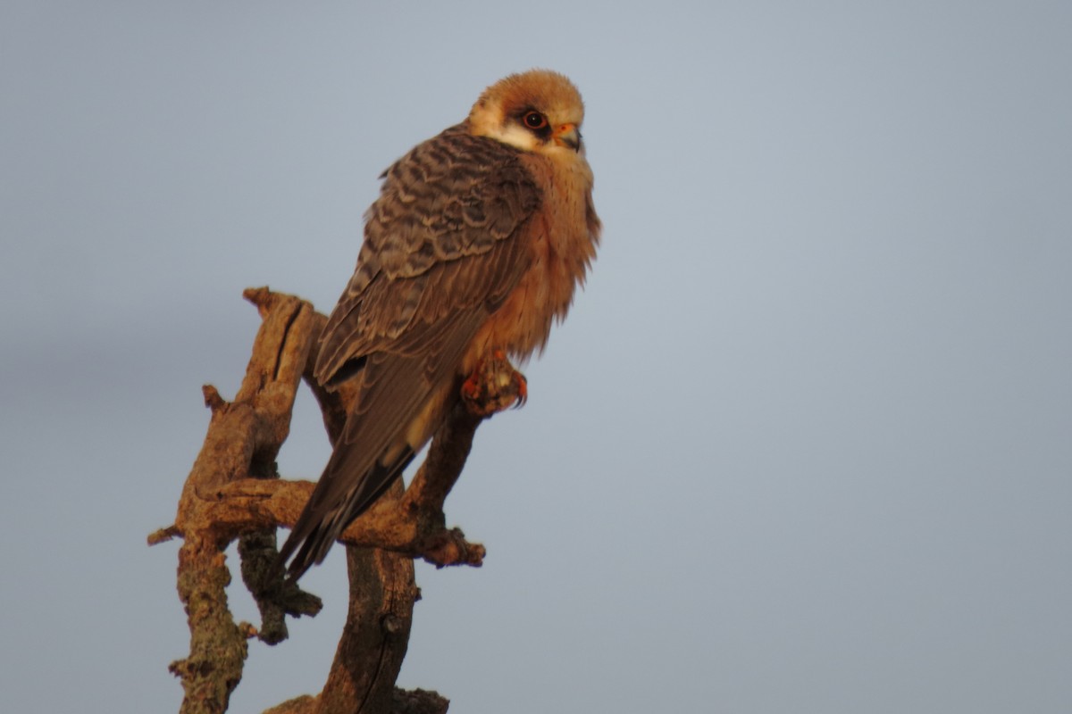 Red-footed Falcon - ML579683181