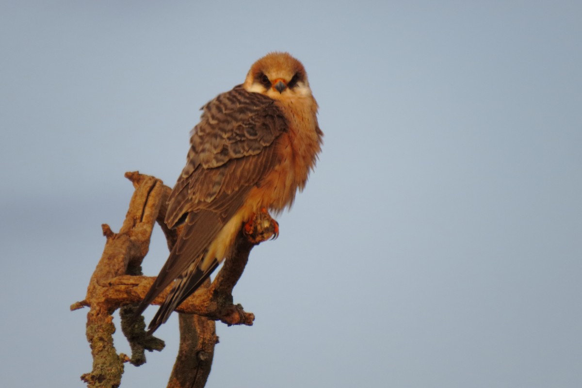 Red-footed Falcon - ML579683191