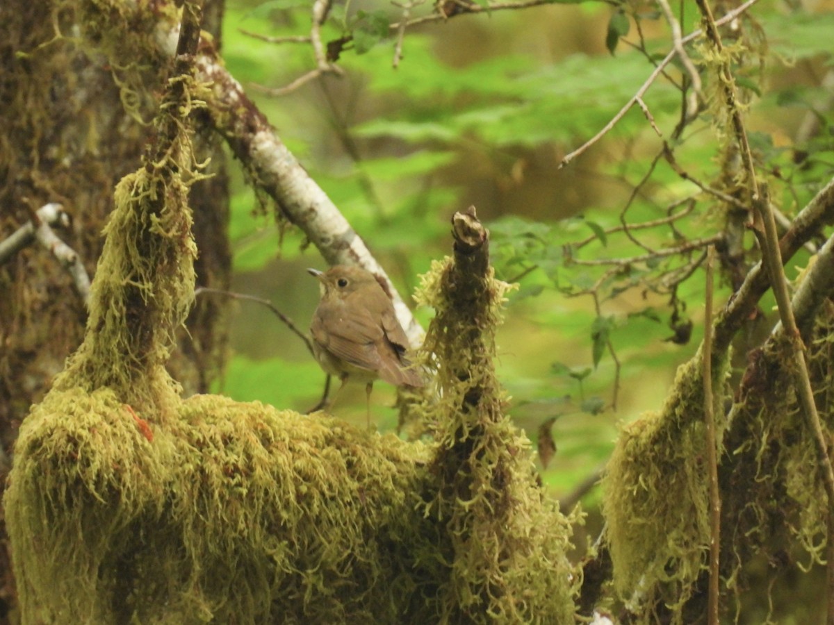 Swainson's Thrush - ML579683321