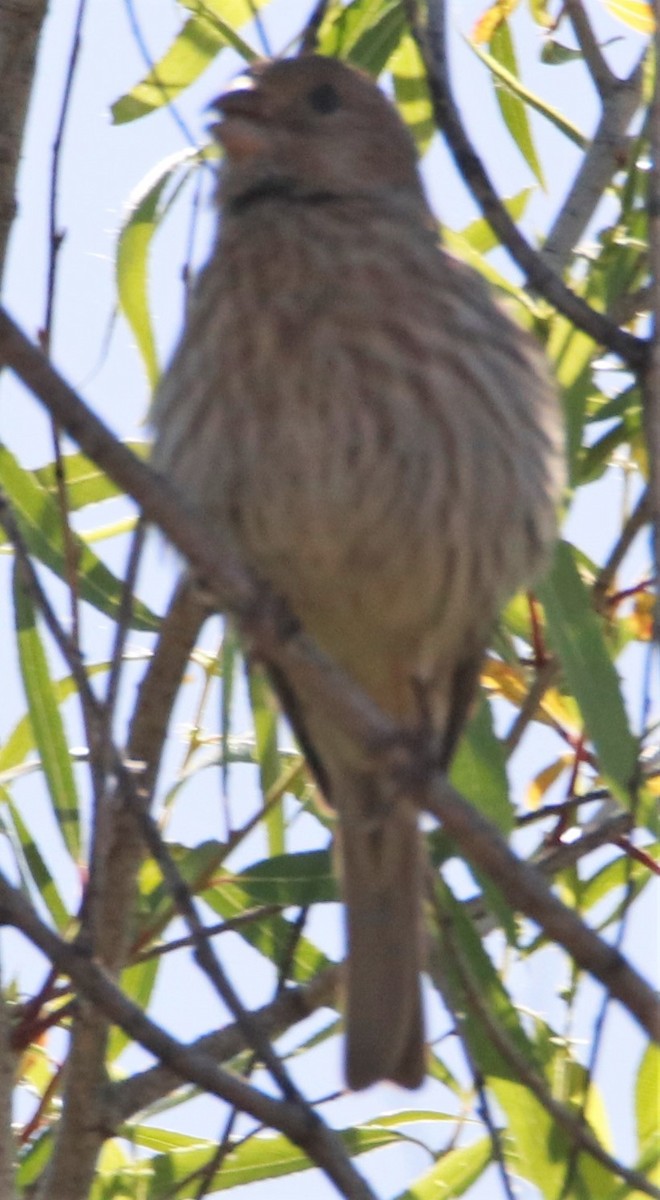 House Finch - ML579684761