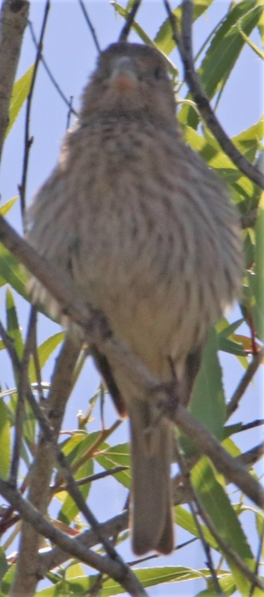 House Finch - Barry Spolter