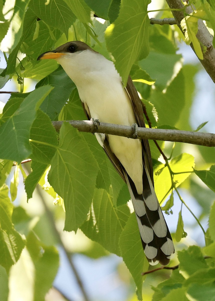 Yellow-billed Cuckoo - ML579685201