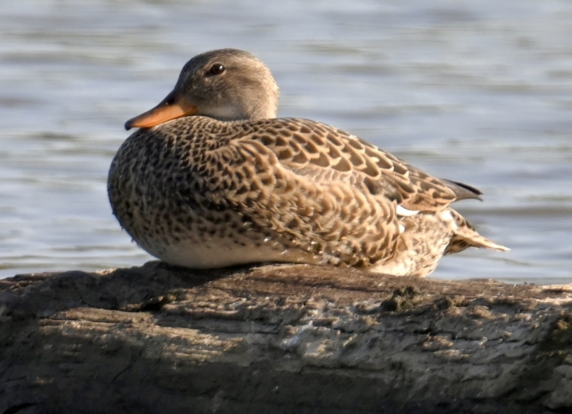 Gadwall - ML579687651