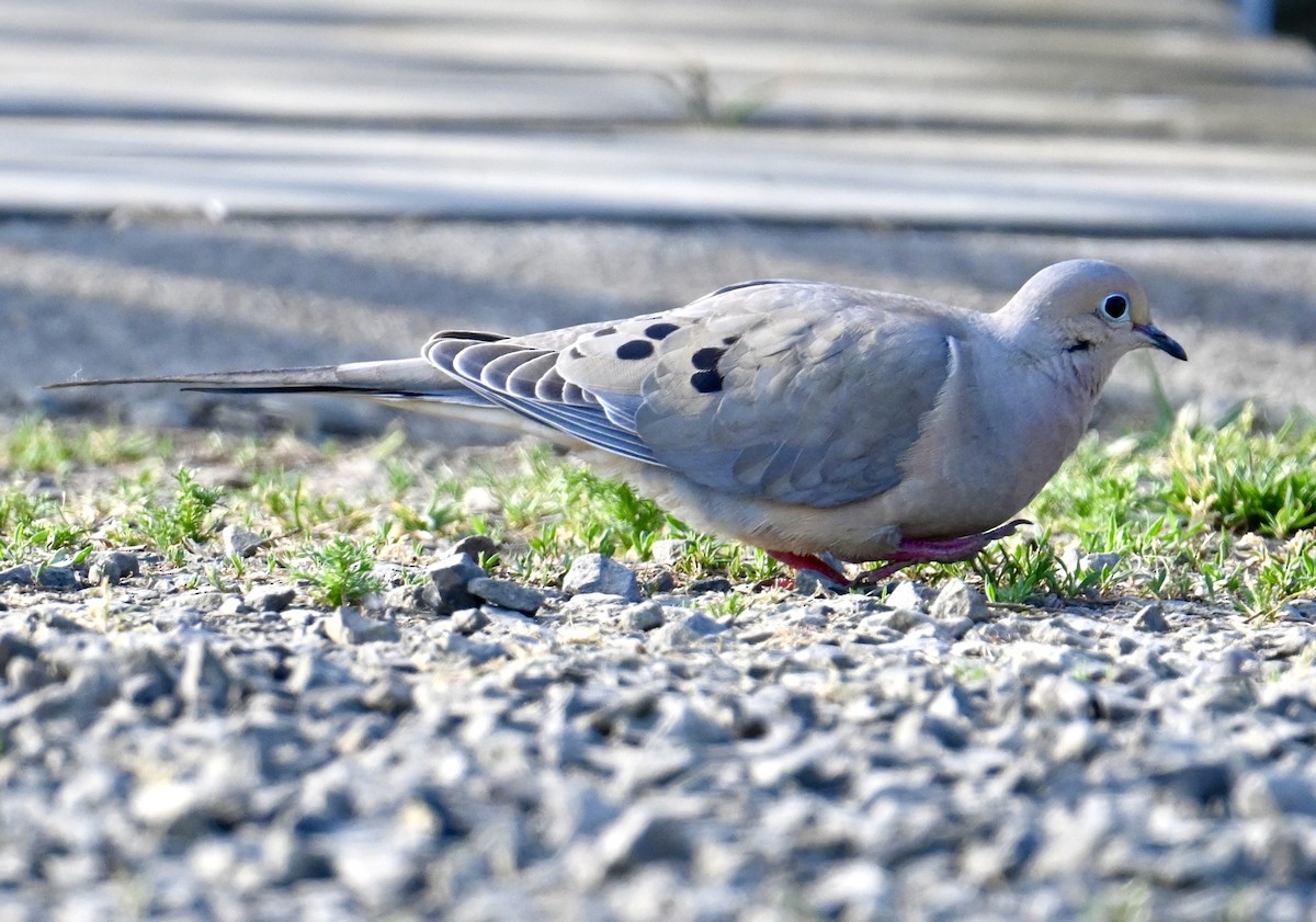 Mourning Dove - ML579689451