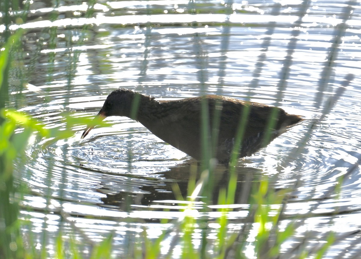 Virginia Rail - lori herfurth