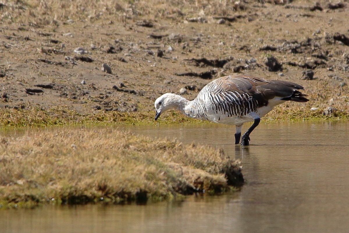 Upland Goose - Rubén Concha Leiva