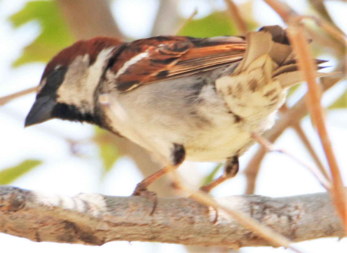 House Sparrow - ML579691701