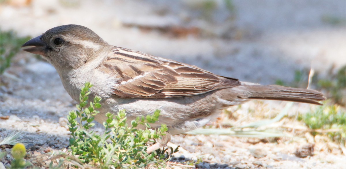 House Sparrow - ML579691711