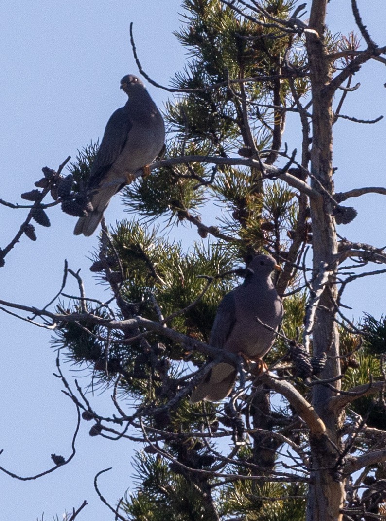 Band-tailed Pigeon - Ric Olson