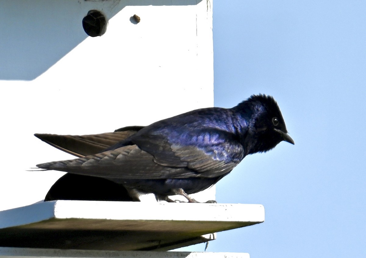 Purple Martin - ML579692141