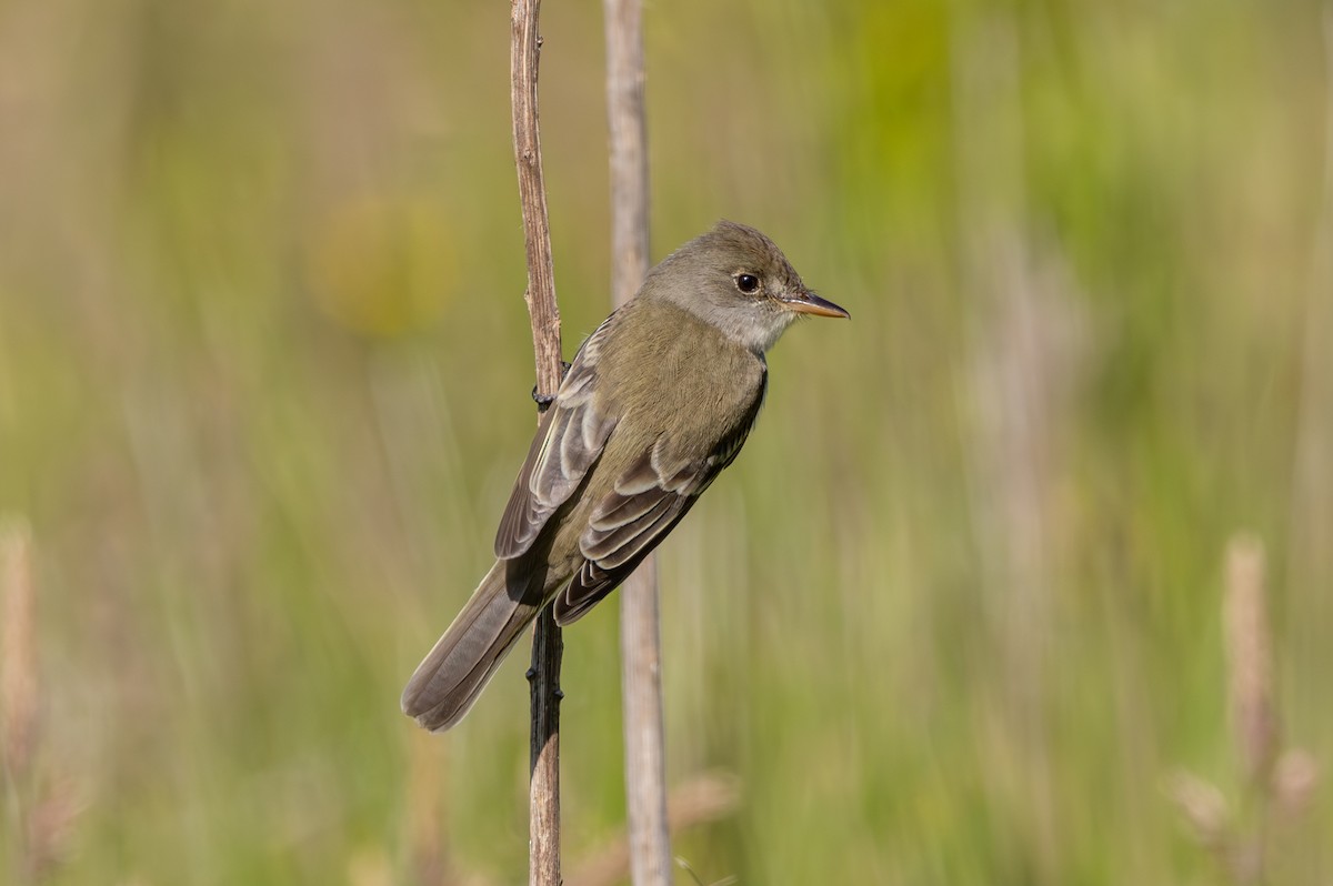 Willow Flycatcher - Stinky Bird