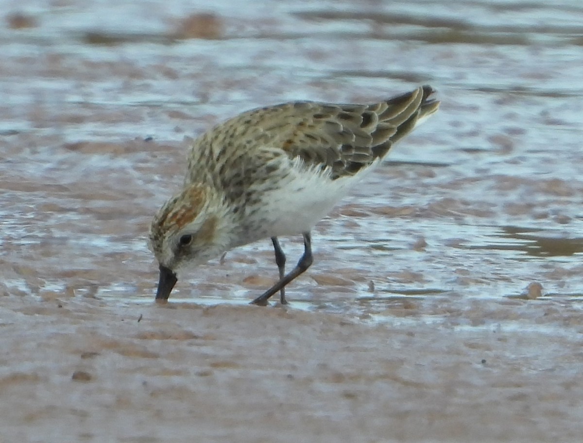 Western Sandpiper - Arturo Cruz