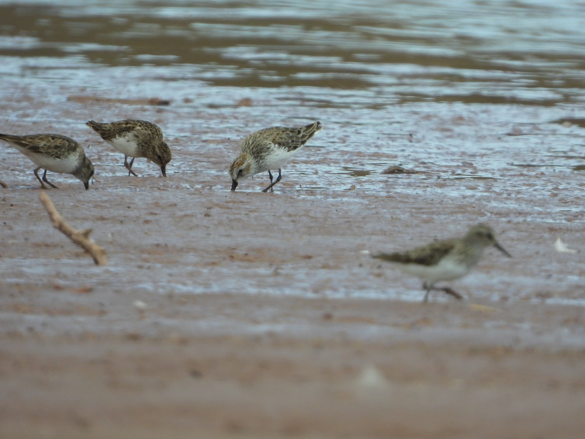 Western Sandpiper - Arturo Cruz