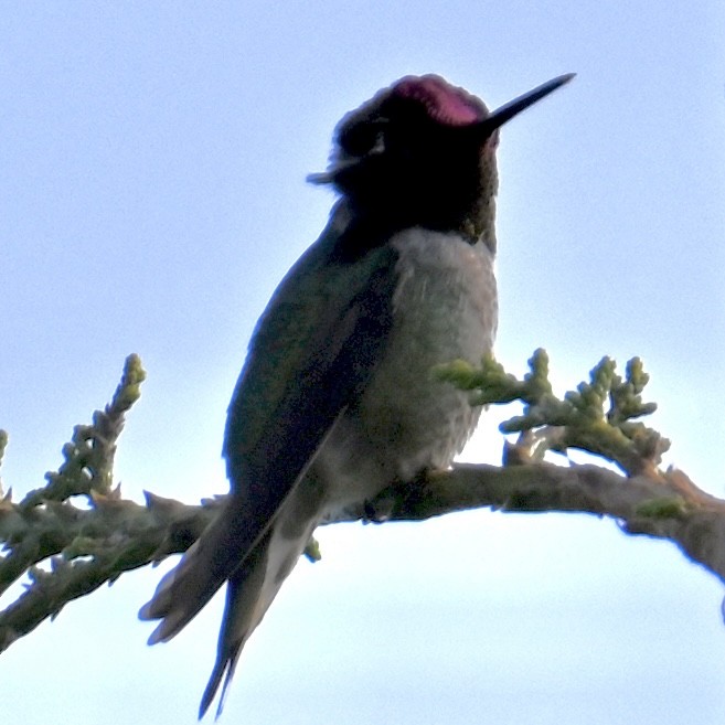 rødmaskekolibri - ML579694091