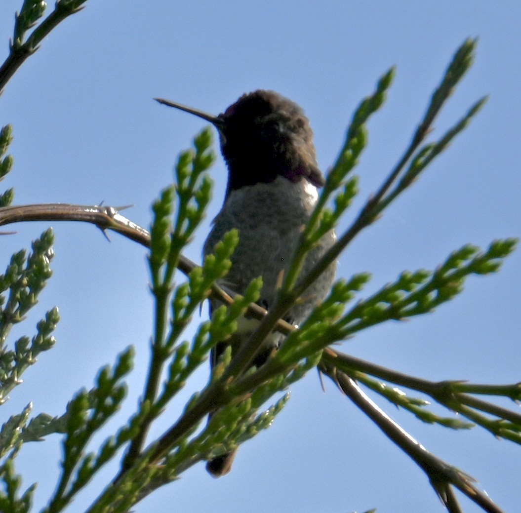 Anna's Hummingbird - ML579694101