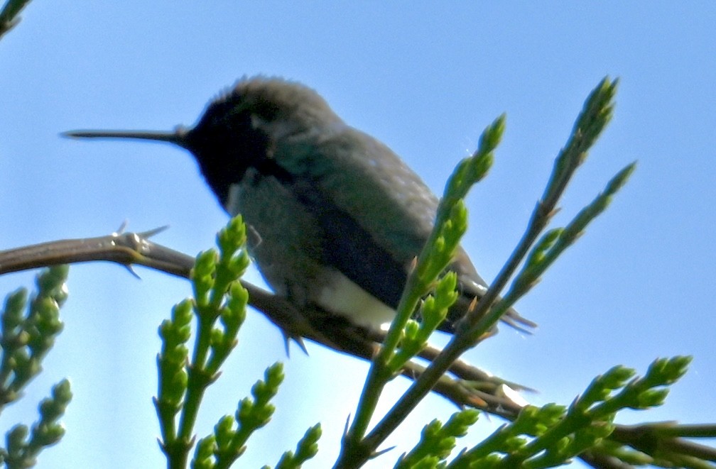 Anna's Hummingbird - ML579694121