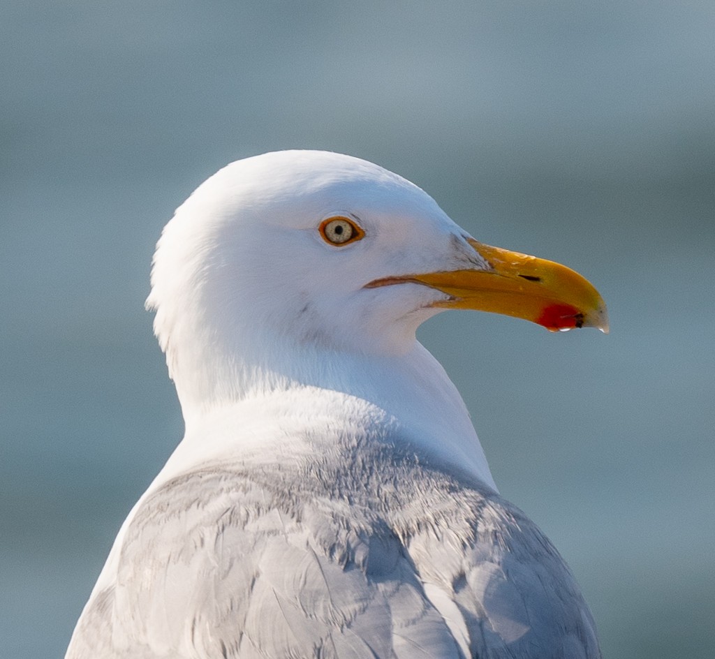 Herring Gull - Kevin Rutherford