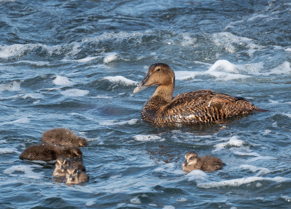 Common Eider - Kevin Rutherford