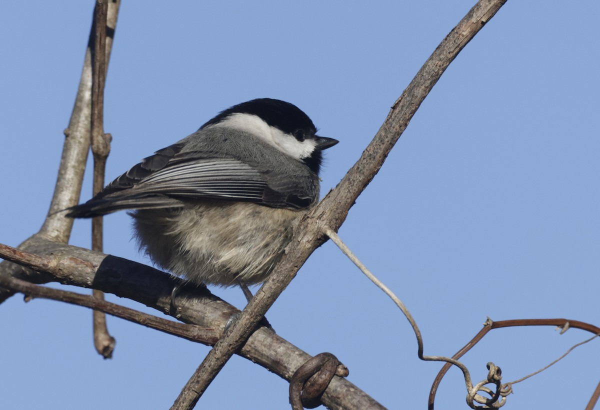 Carolina Chickadee - Jim Stasz