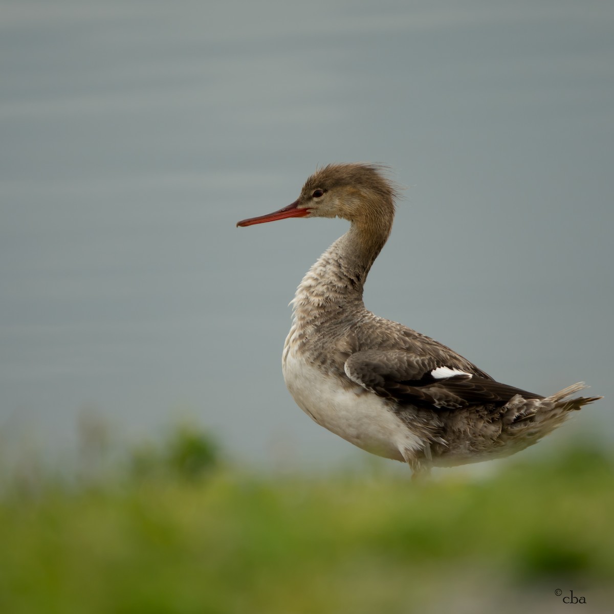 Red-breasted Merganser - ML57969621