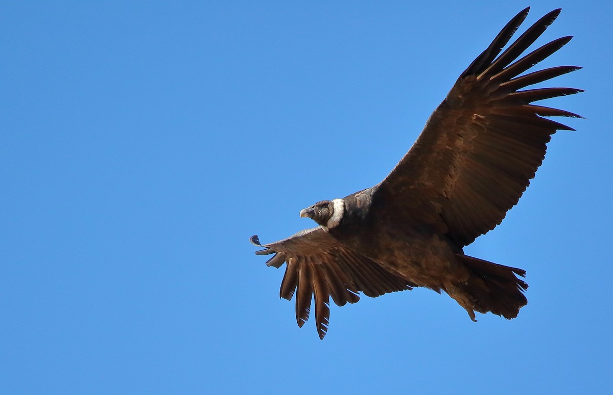 Andean Condor - ML579696541