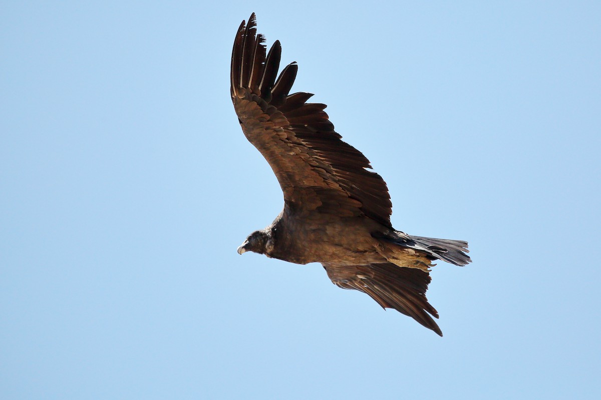 Andean Condor - ML579696661