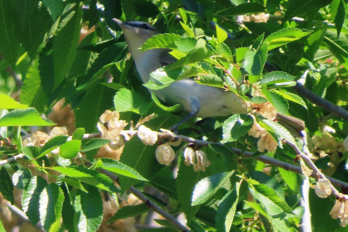 Red-eyed Vireo - ML579697961