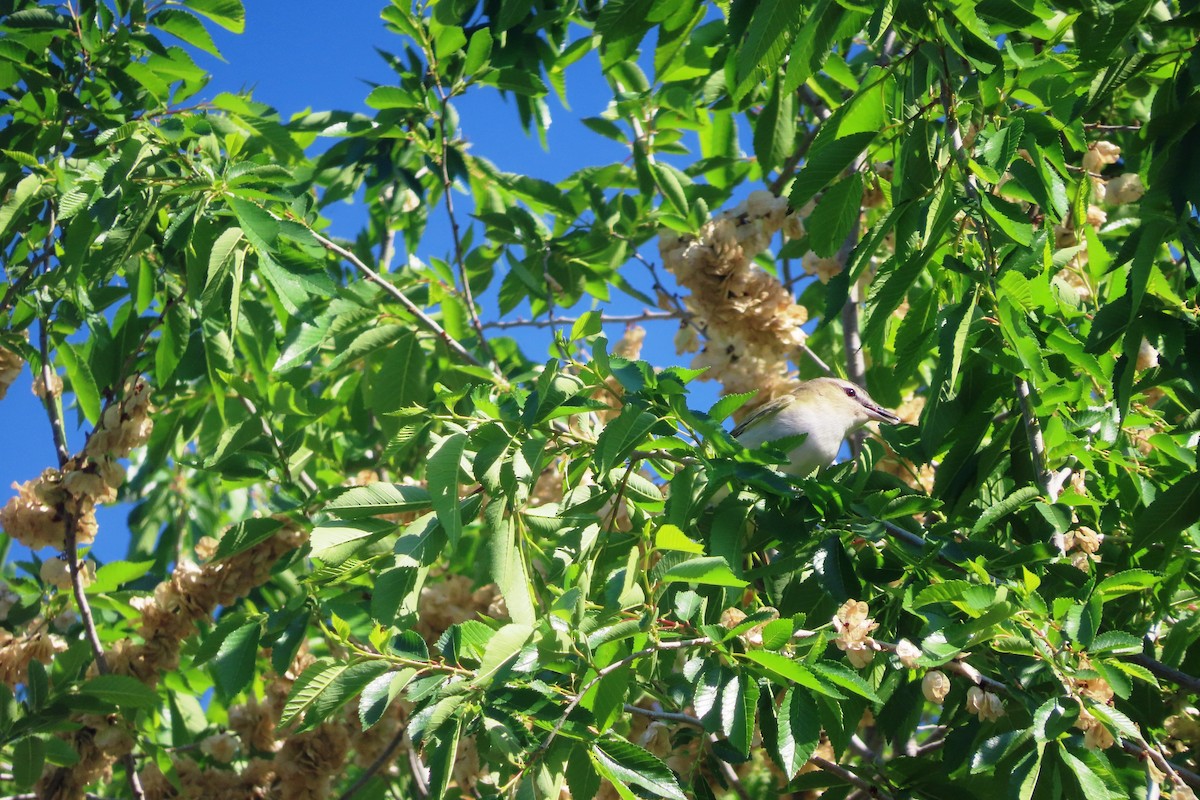 Red-eyed Vireo - ML579697971