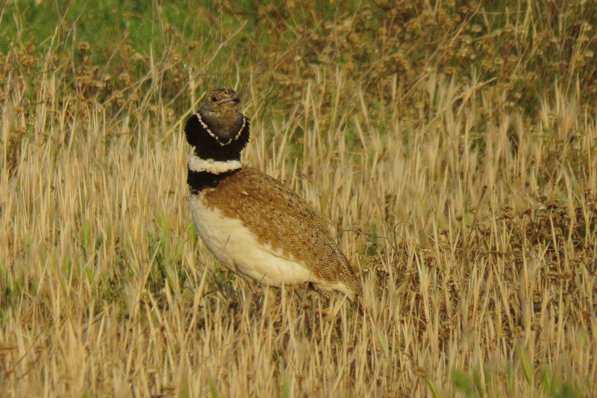 Little Bustard - ML579698671