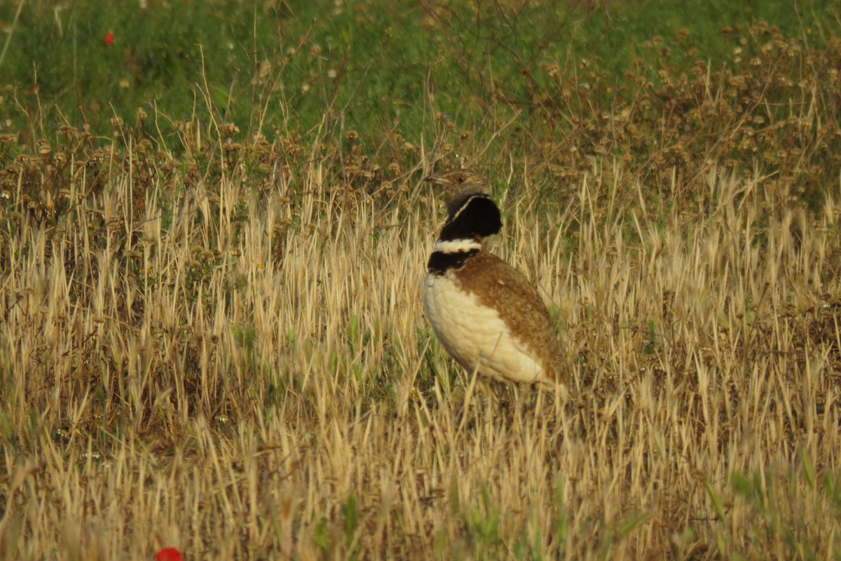 Little Bustard - ML579698741